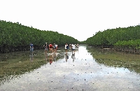 BANACON ISLAND MANGROVE FOREST