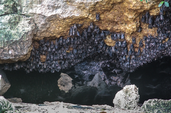 Samal Bat Cave