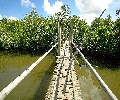 Bamboo Bridge Candijay Bohol