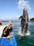 Dolphin Show