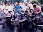 Pulilan Carabao Festival