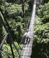 Canopy Walk