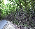 Bilar Forest Bohol