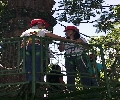 The treetop adventure