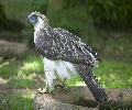 Philippine Eagle