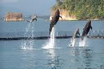 Dolphin Show